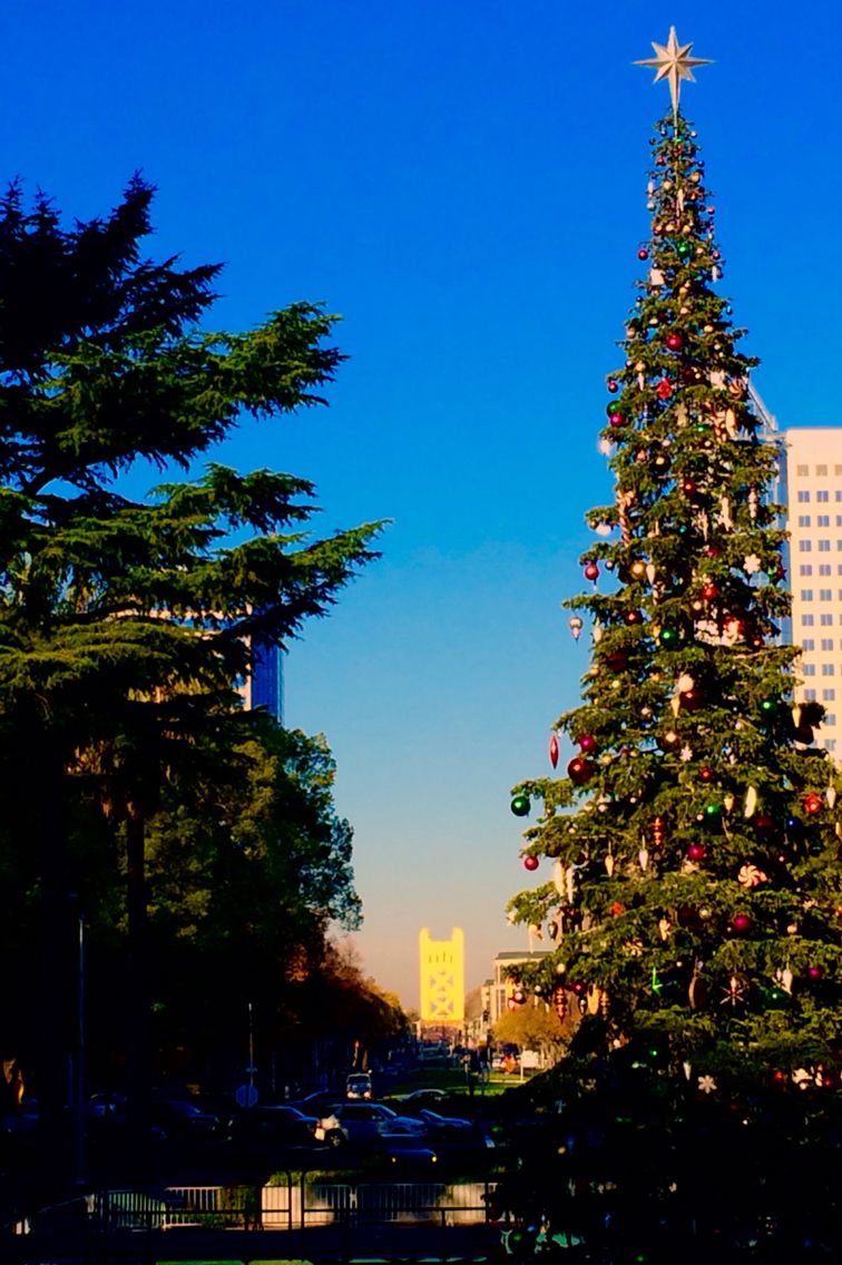 Sacramento Christmas Trees