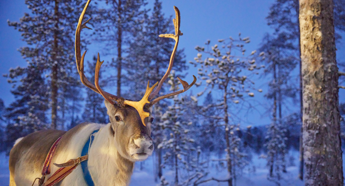 Lapland Christmas Magic